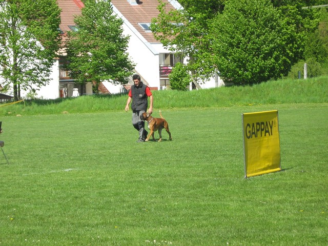 www.atibox.net * www.euroboxer.eu * www.boxergenealogia.eu